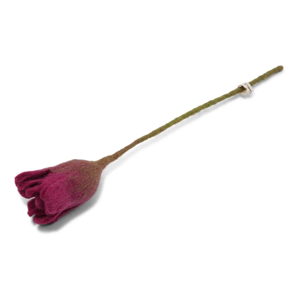 Tulipe